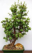 Load image into Gallery viewer, Portulacaria afra - Little Jim (3 Plants)
