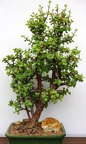 Portulacaria afra - Little Jim (3 Plants)