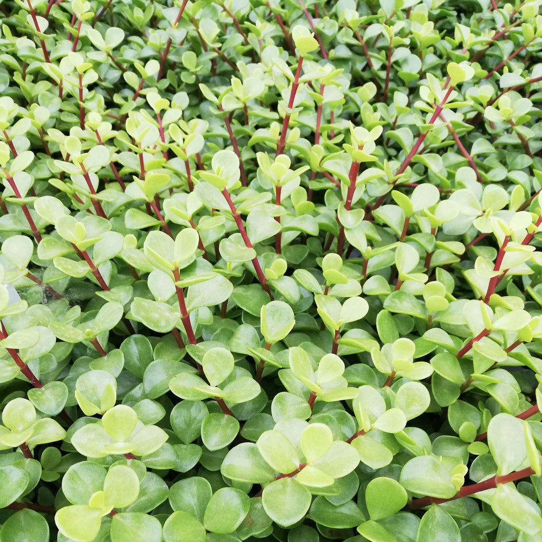 Portulacaria afra - normal leaf (3 Plants)