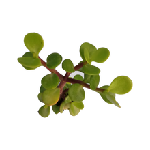 Load image into Gallery viewer, Portulacaria afra - normal leaf (3 Plants)
