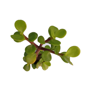 Portulacaria afra - normal leaf (3 Plants)