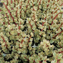 Load image into Gallery viewer, Portulacaria prostrata - variegata (3 Plants)
