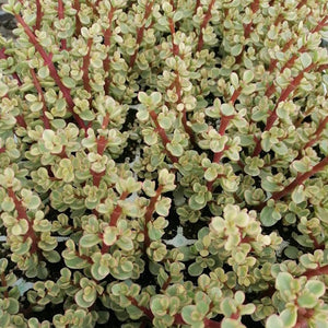 Portulacaria prostrata - variegata (3 Plants)