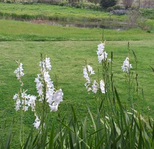 Watsonia borbonica white