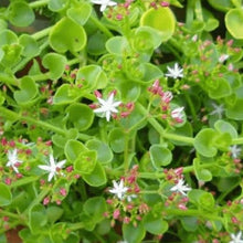 Load image into Gallery viewer, Crassula spathulata (3 Plants)
