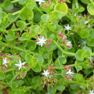 Crassula spathulata (3 Plants)