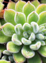 Load image into Gallery viewer, Echeveria Doris Taylor (3 Plants)
