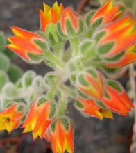 Load image into Gallery viewer, Echeveria Doris Taylor (3 Plants)
