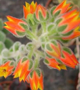 Echeveria Doris Taylor (3 Plants)