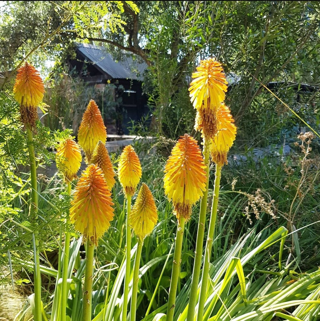 Kniphofia praecox