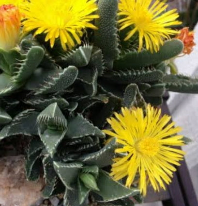 Faucaria tigrina (3 Plants)