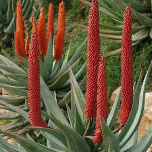 Aloe ferox (3 Plants)