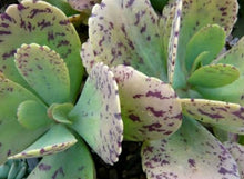Load image into Gallery viewer, Kalanchoe marmorata (3 Plants)
