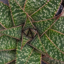 Load image into Gallery viewer, Gasteria flow (3 Plants)
