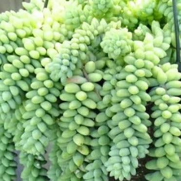 Sedum morganianum (3 Plants) Donkey's tail