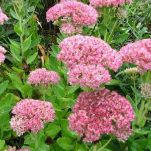 Sedum Autumn Joy (3 Plants)