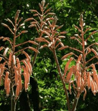 Load image into Gallery viewer, Aristaloe aristata (3 Plants)
