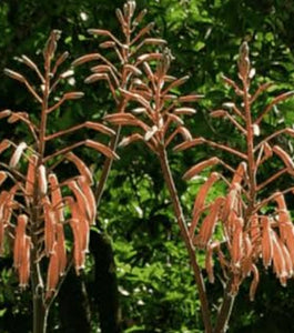 Aristaloe aristata (3 Plants)