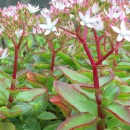 Crassula sarmentosa  (3 Plants)