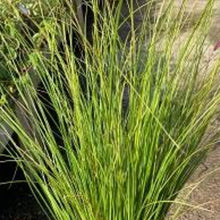 Load image into Gallery viewer, Carex Phoenix (3 Plants)
