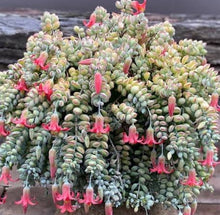 Load image into Gallery viewer, Cotyledon pendens (Cliff Cotyledon) (3 Plants)
