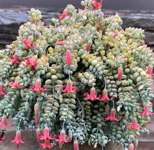 Cotyledon pendens (Cliff Cotyledon) (3 Plants)