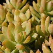 Sedum adolphii (3 Plants)