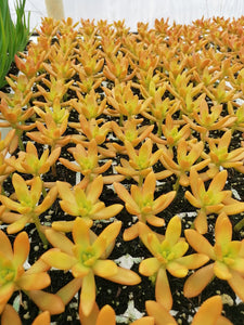Sedum adolphii (3 Plants)