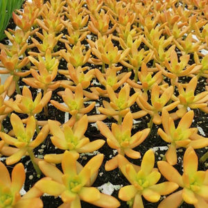 Sedum adolphii (3 Plants)