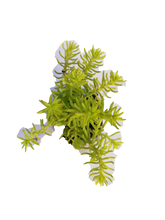 Load image into Gallery viewer, Sedum rupestra Angelina (3 Plants)
