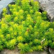 Load image into Gallery viewer, Sedum rupestra Angelina (3 Plants)
