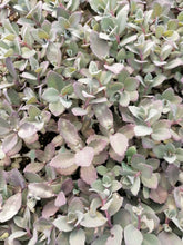 Load image into Gallery viewer, Sedum Bertram Anderson (3 Plants)
