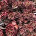 Sedum Dragons Blood (3 Plants)