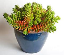 Load image into Gallery viewer, Sedum rubrotinctum Jelly Beans (3 Plants)
