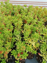 Load image into Gallery viewer, Sedum rubrotinctum Jelly Beans (3 Plants)
