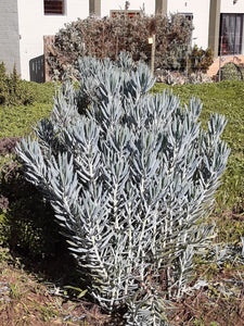 Senecio ficoides (3 Plants)