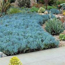 Senecio mandraliscae (3 Plants)
