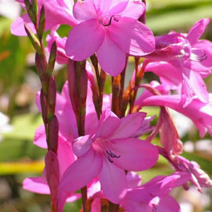Watsonia borbonica pink