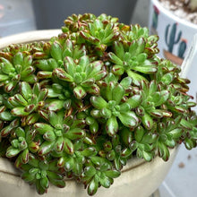 Load image into Gallery viewer, Aeonium sedifolium (3 Plants)

