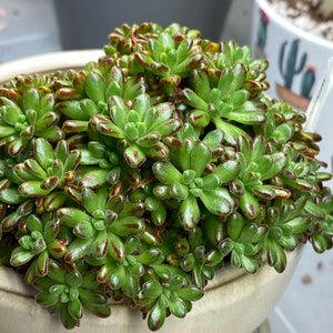 Aeonium sedifolium (3 Plants)