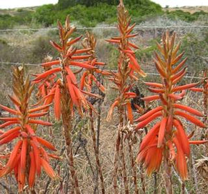 Aloe brevifolia (3 Plants)