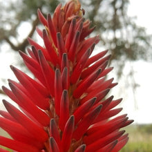 Load image into Gallery viewer, Aloe arborescens Mr. Winter (3 Plants)
