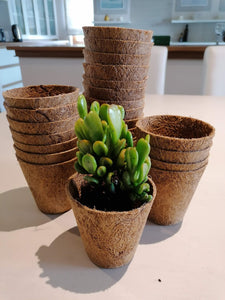 Bio-pot Gifts - Crassula (3 Plants)