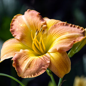 Daylily - Peaches & Cream