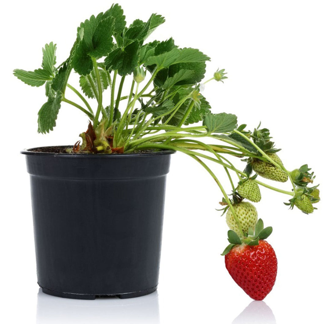 Strawberry (3 Plants)