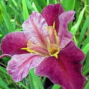 Louisiana Iris Top Notch