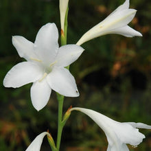 Load image into Gallery viewer, Watsonia borbonica white
