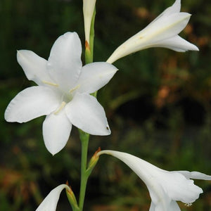 Watsonia borbonica white
